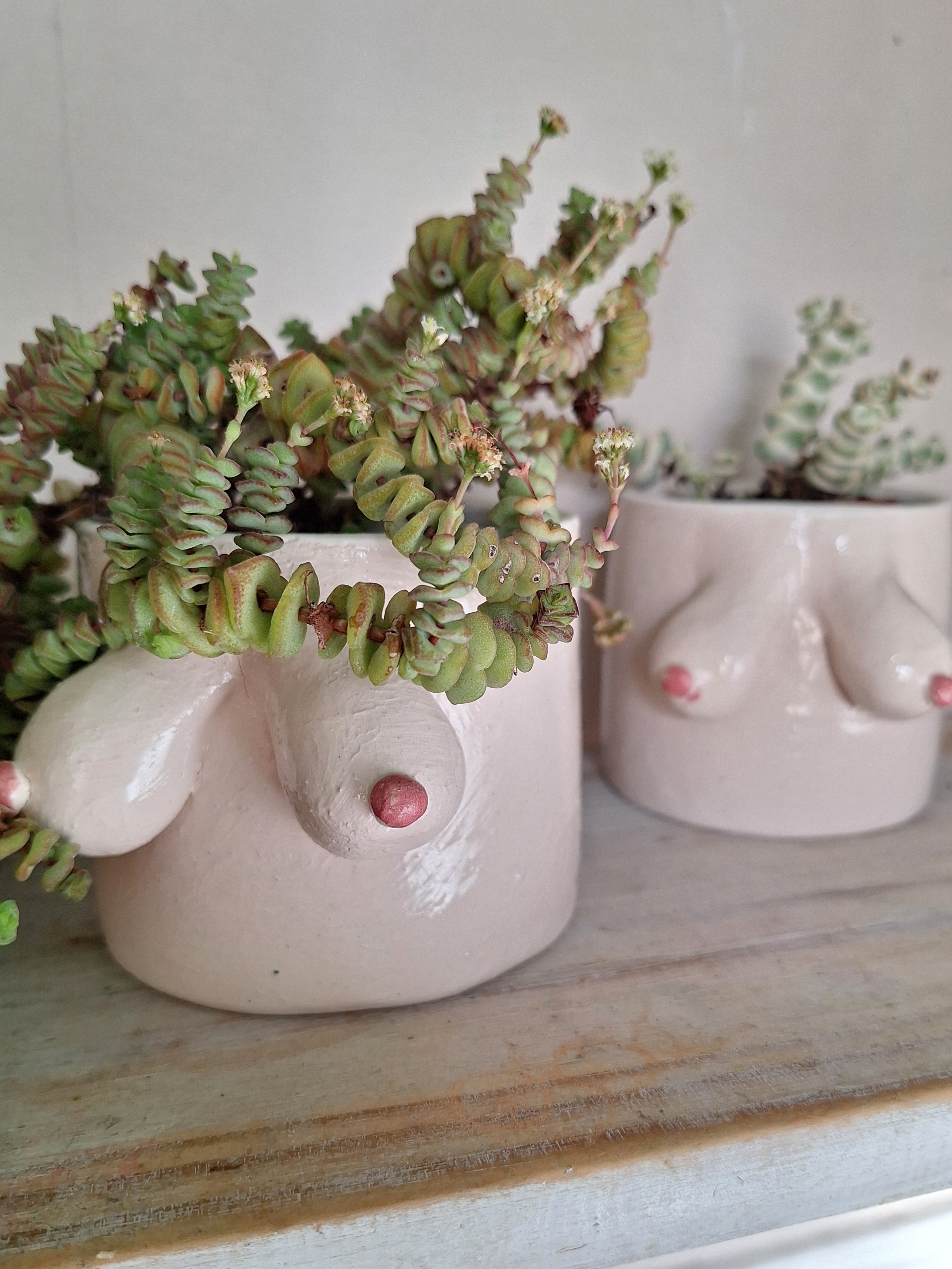 boob pot