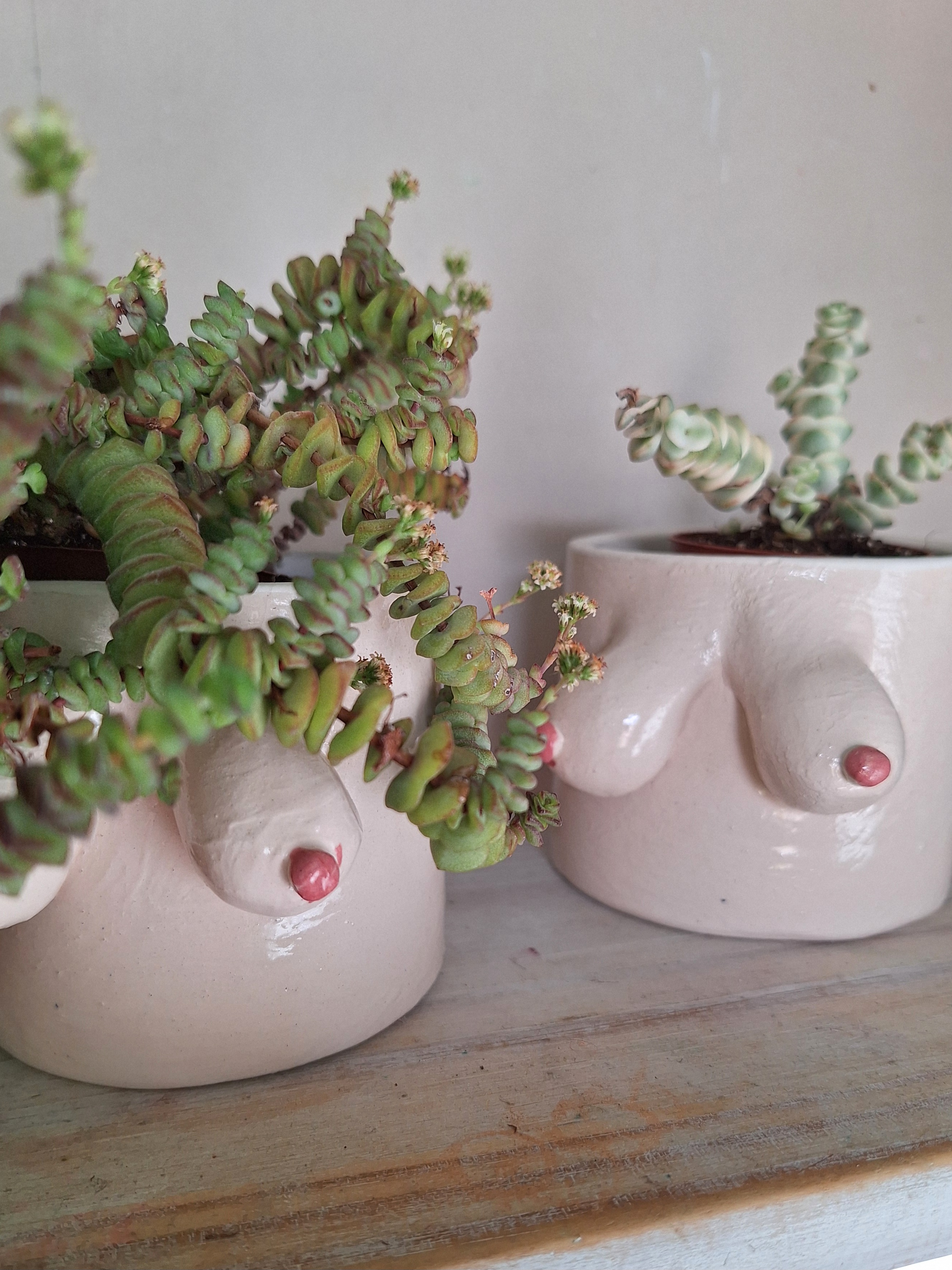planter boobs
